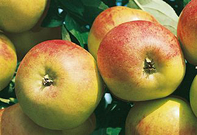 Apfelbaum