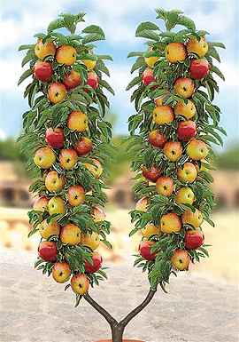Apfelbaum U-Form