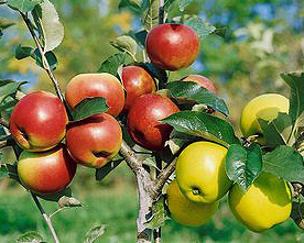 Apfelbaum