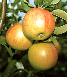 Apfelbaum
